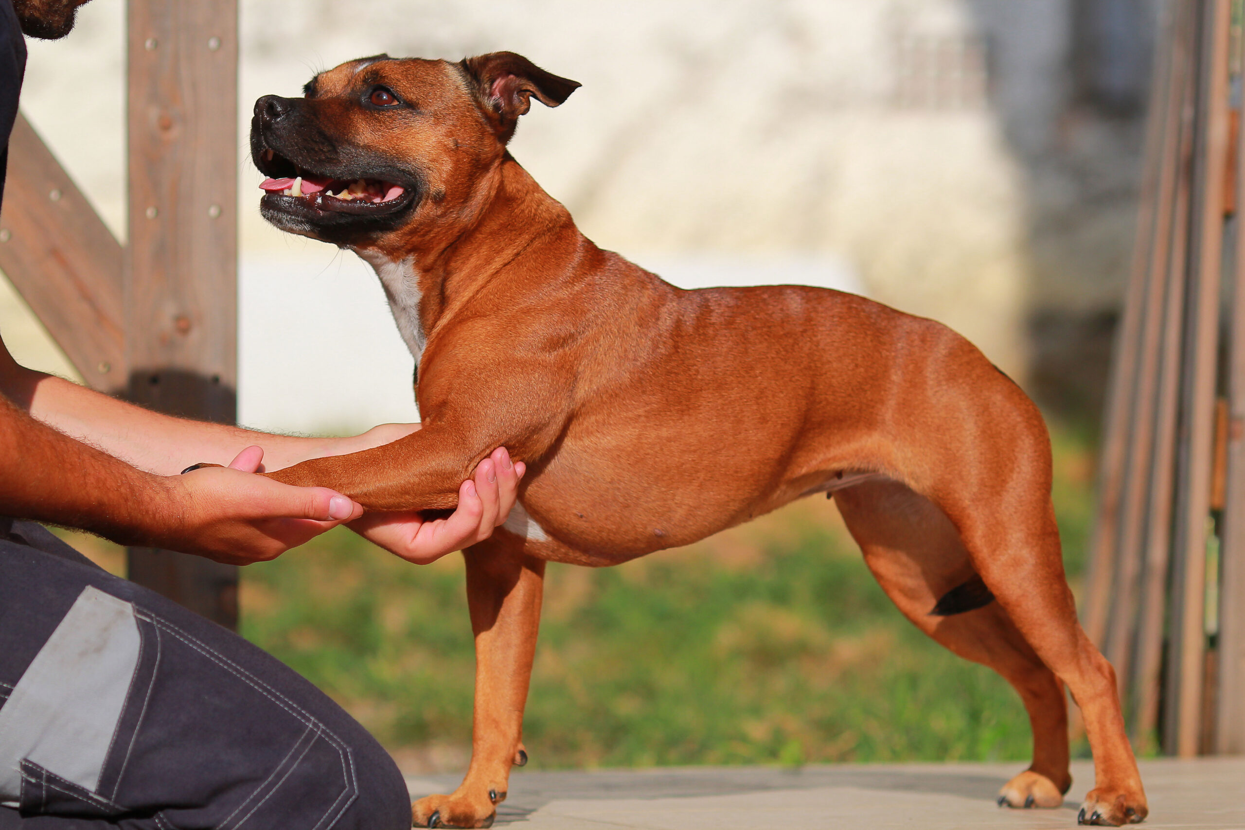 blessures chien