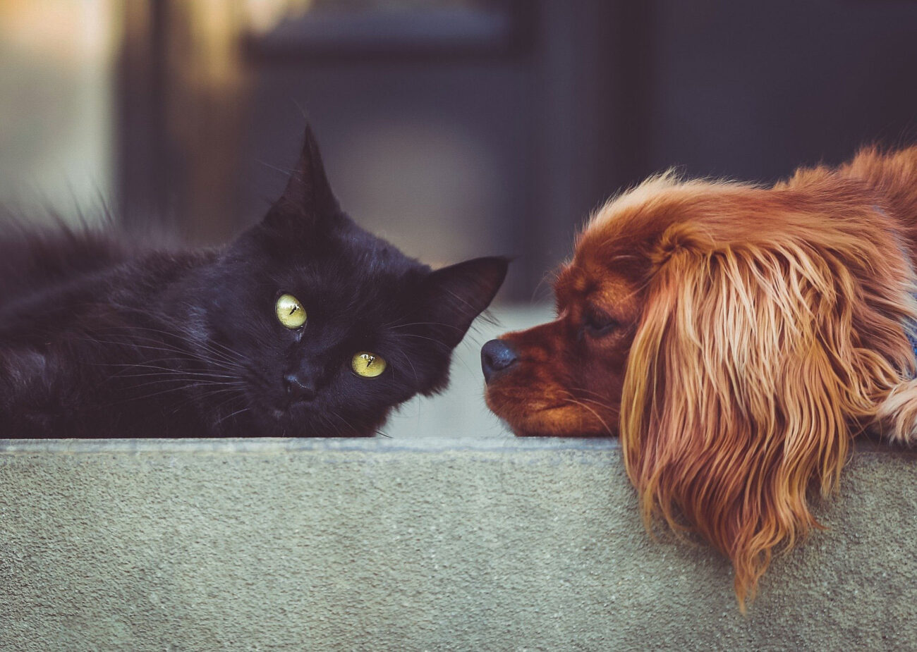 Quel nom choisir pour mon animal de compagnie en 2021