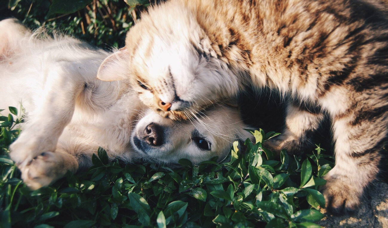 Quel nom choisir pour mon animal de compagnie en 2021