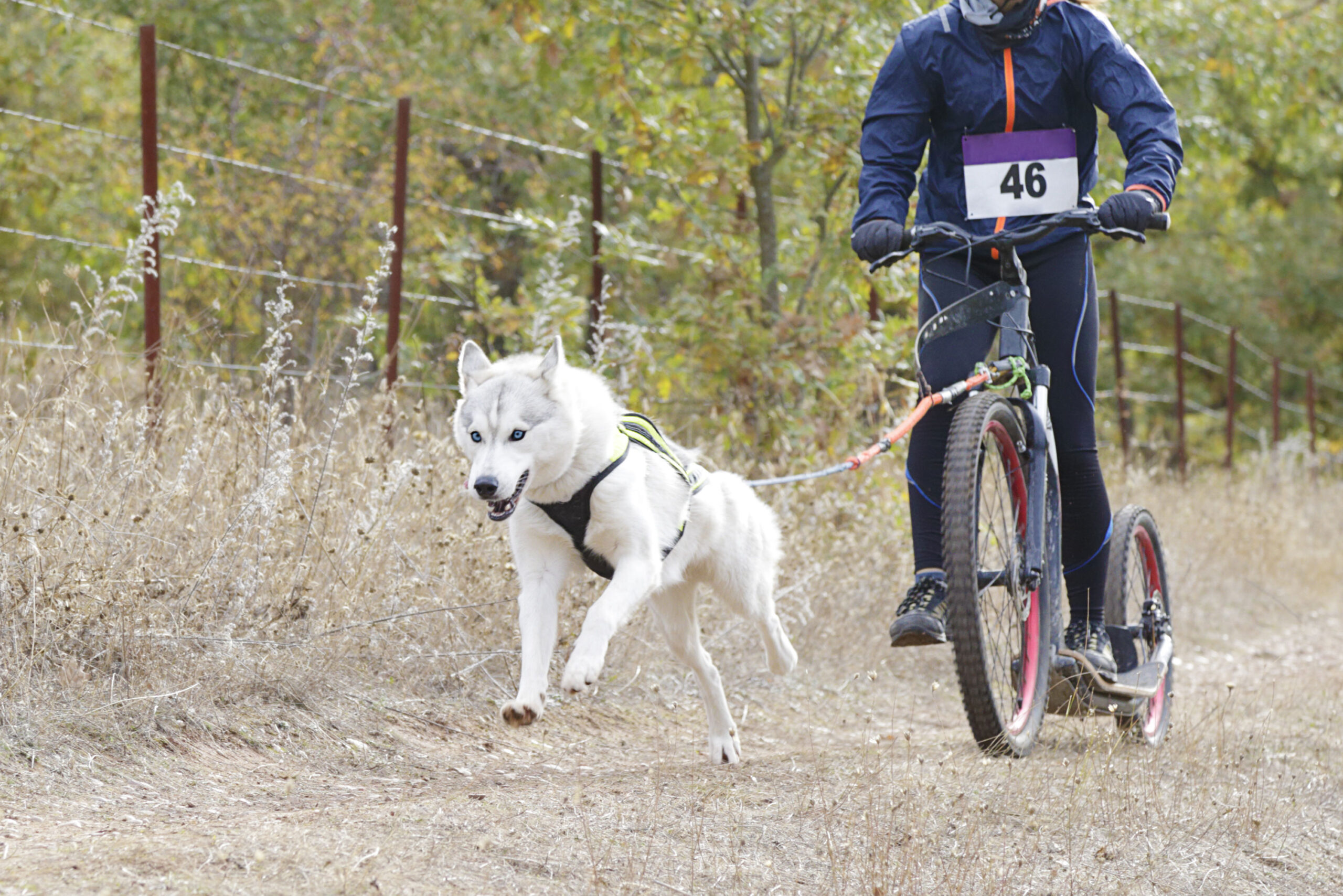 canicross chien