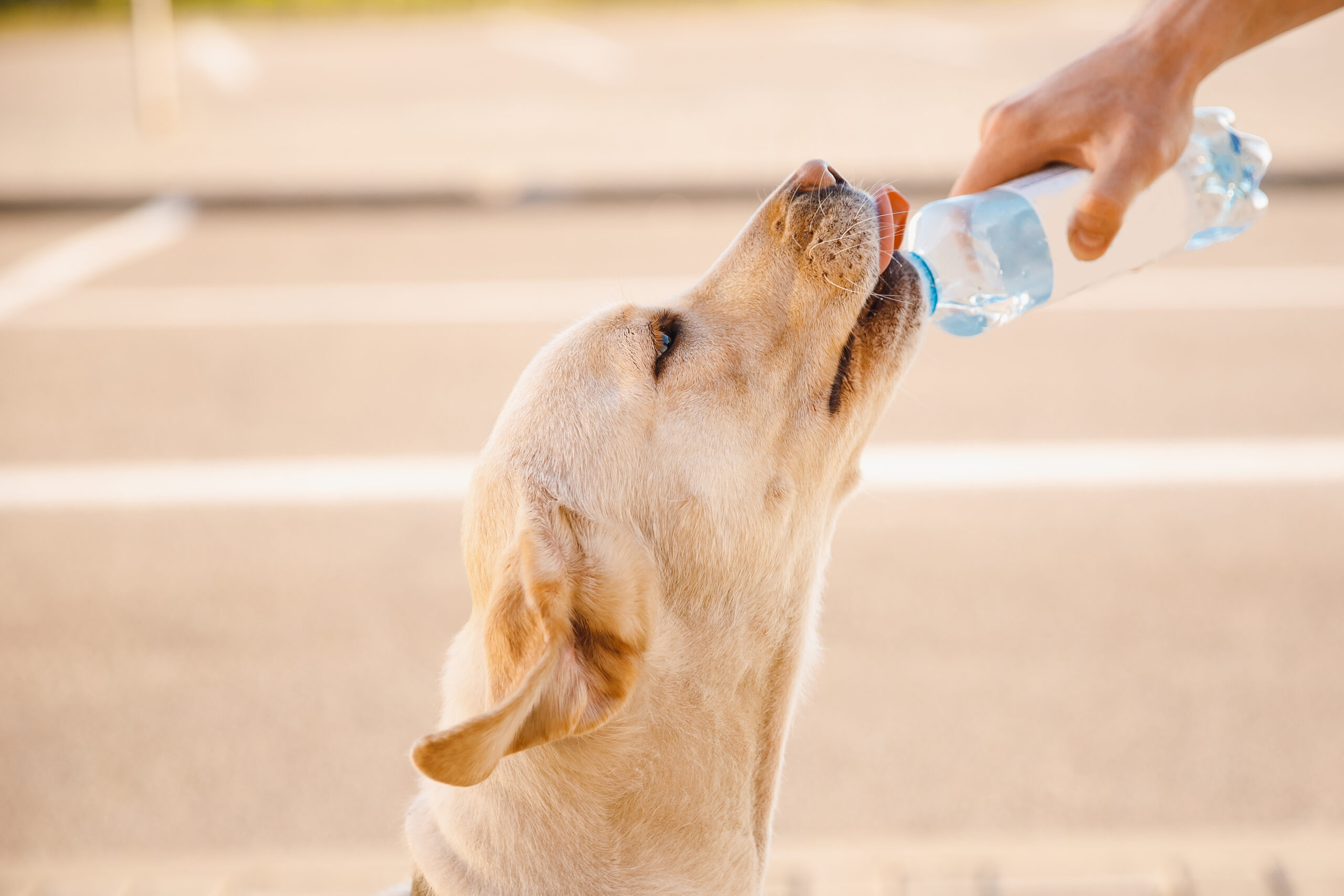 Hydrater son animal en été