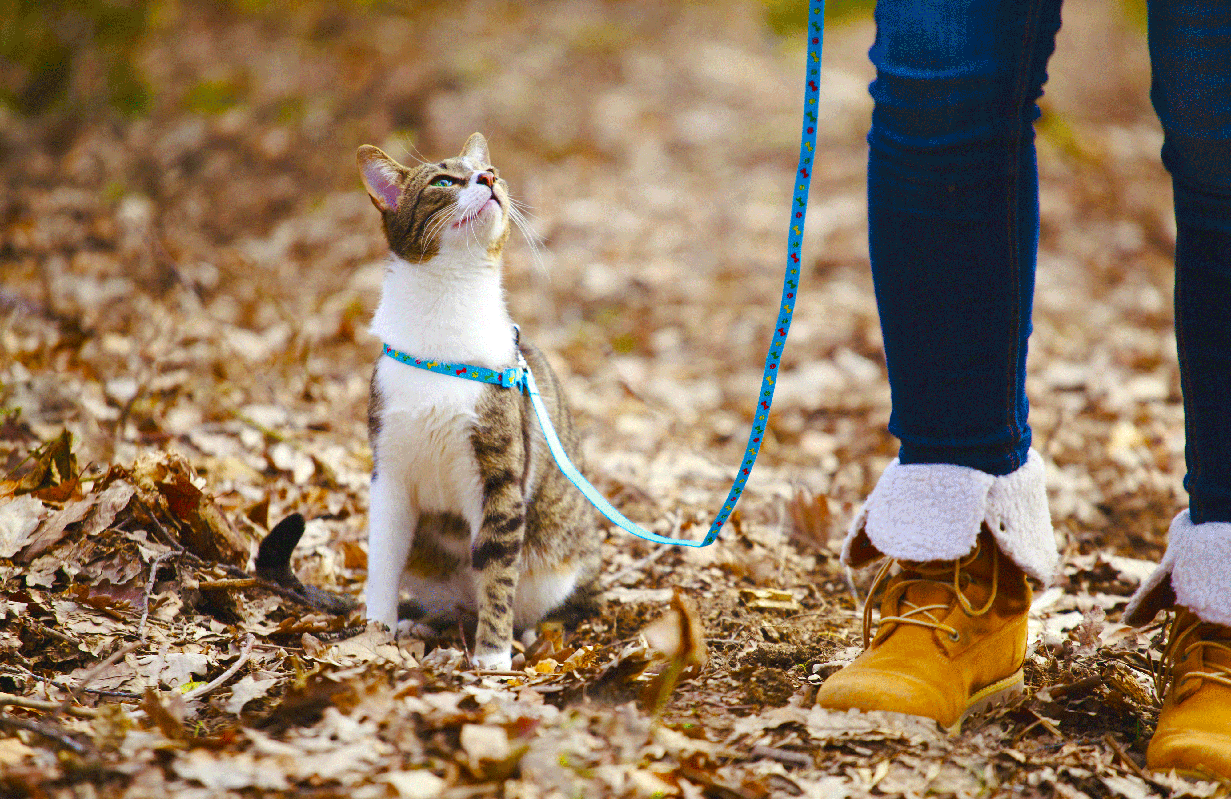 Promener un chat en laisse