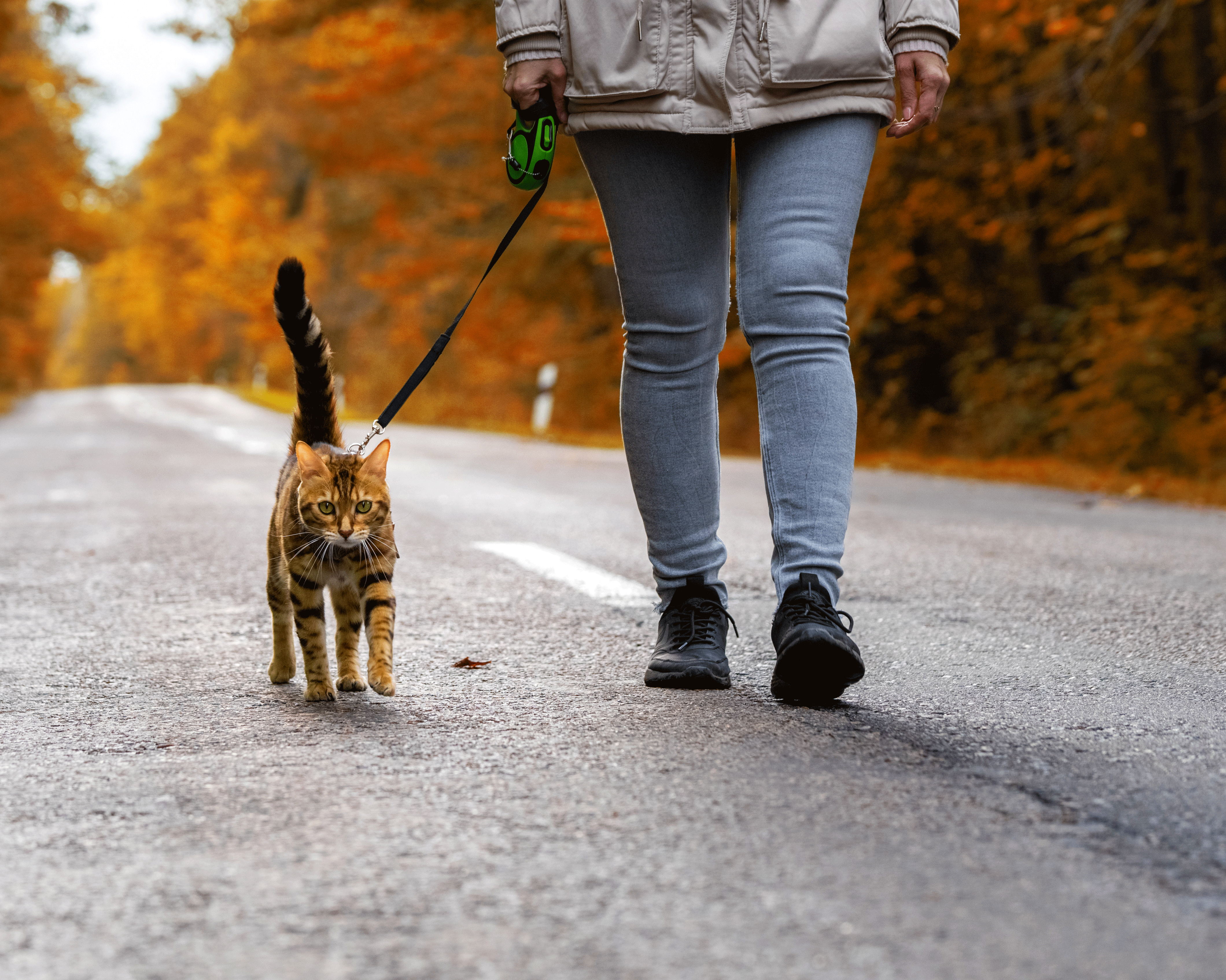 Promener un chat en laisse