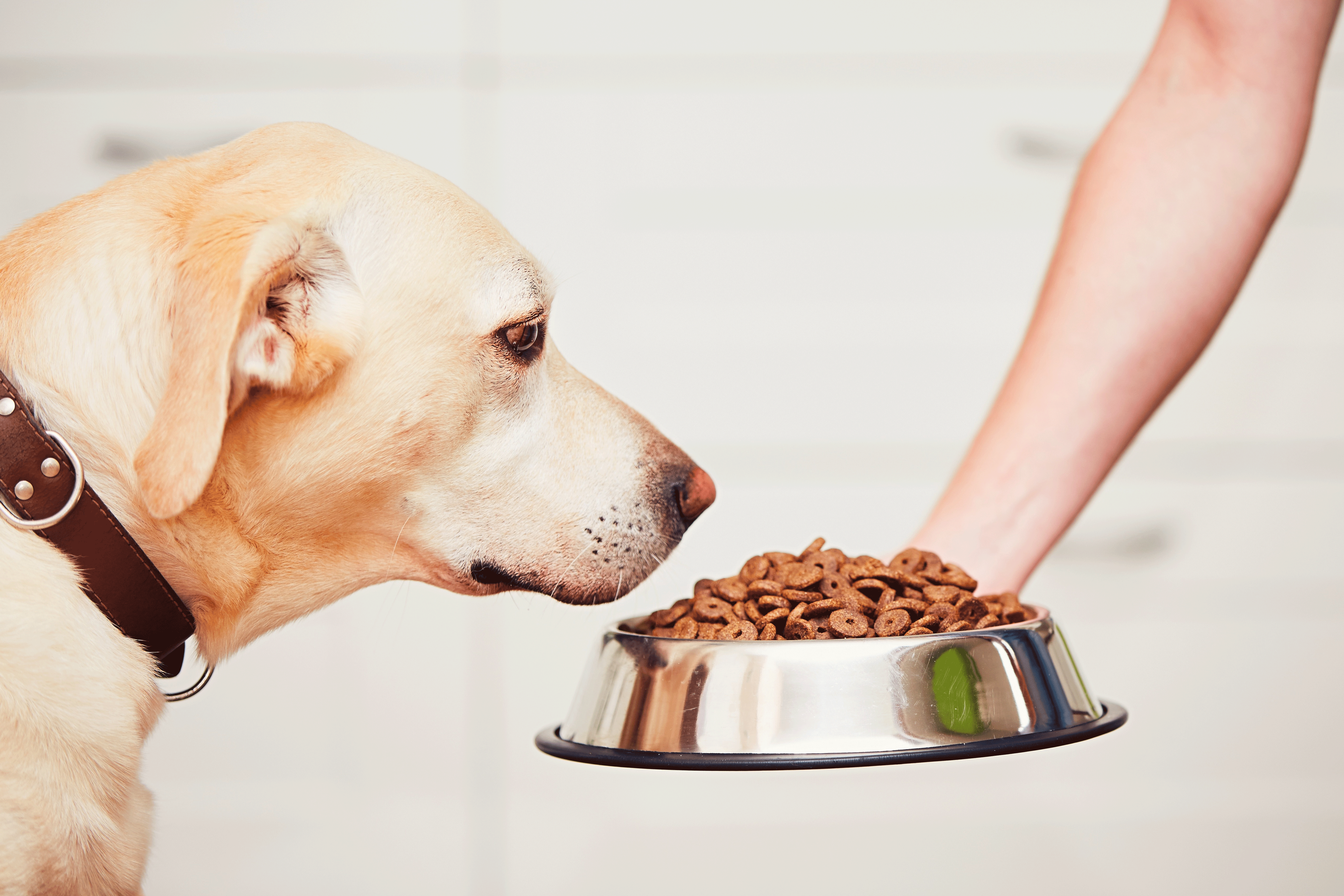 régime alimentaire du chien