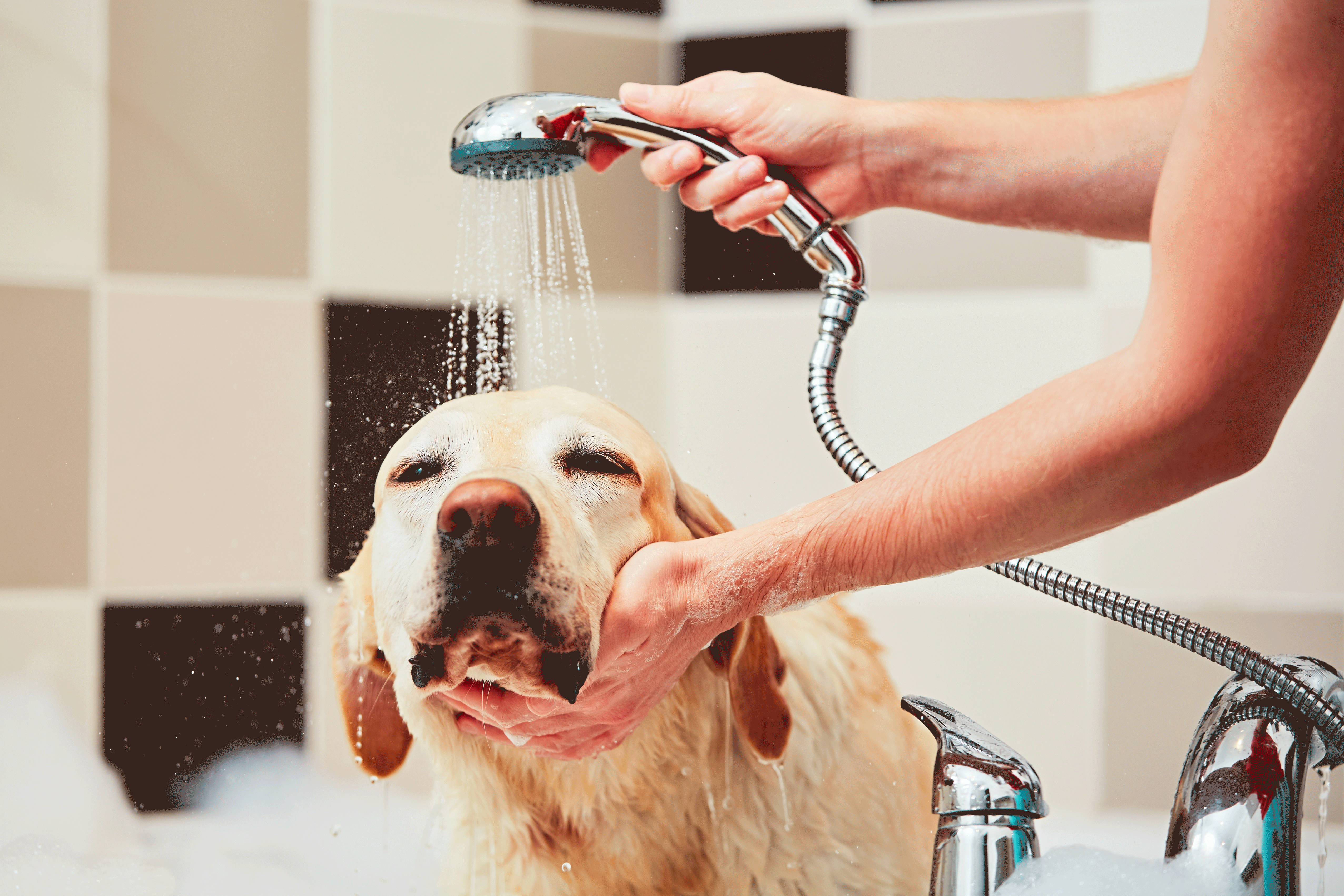 Donner un bain à son chien