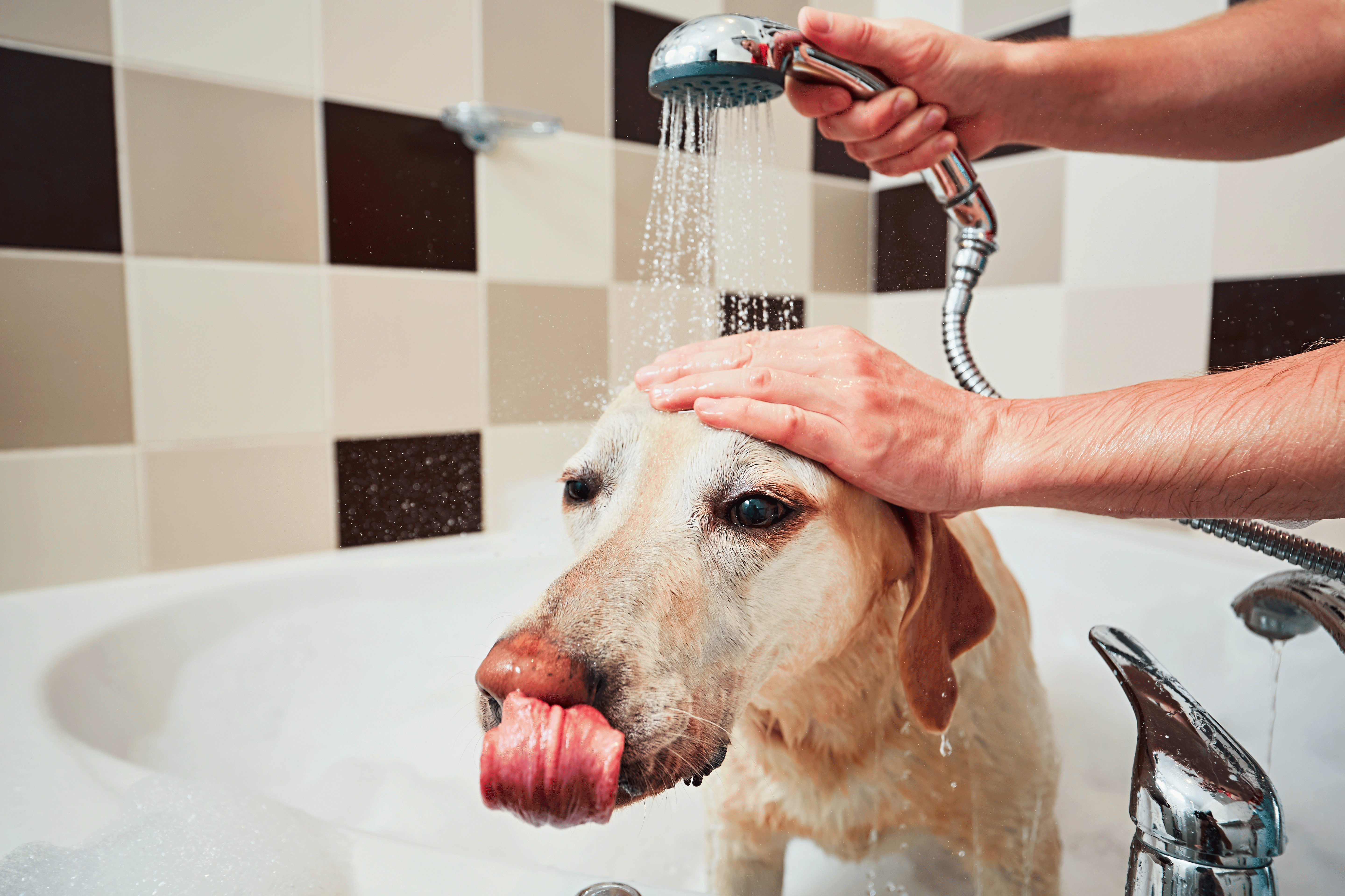 Donner un bain à son chien
