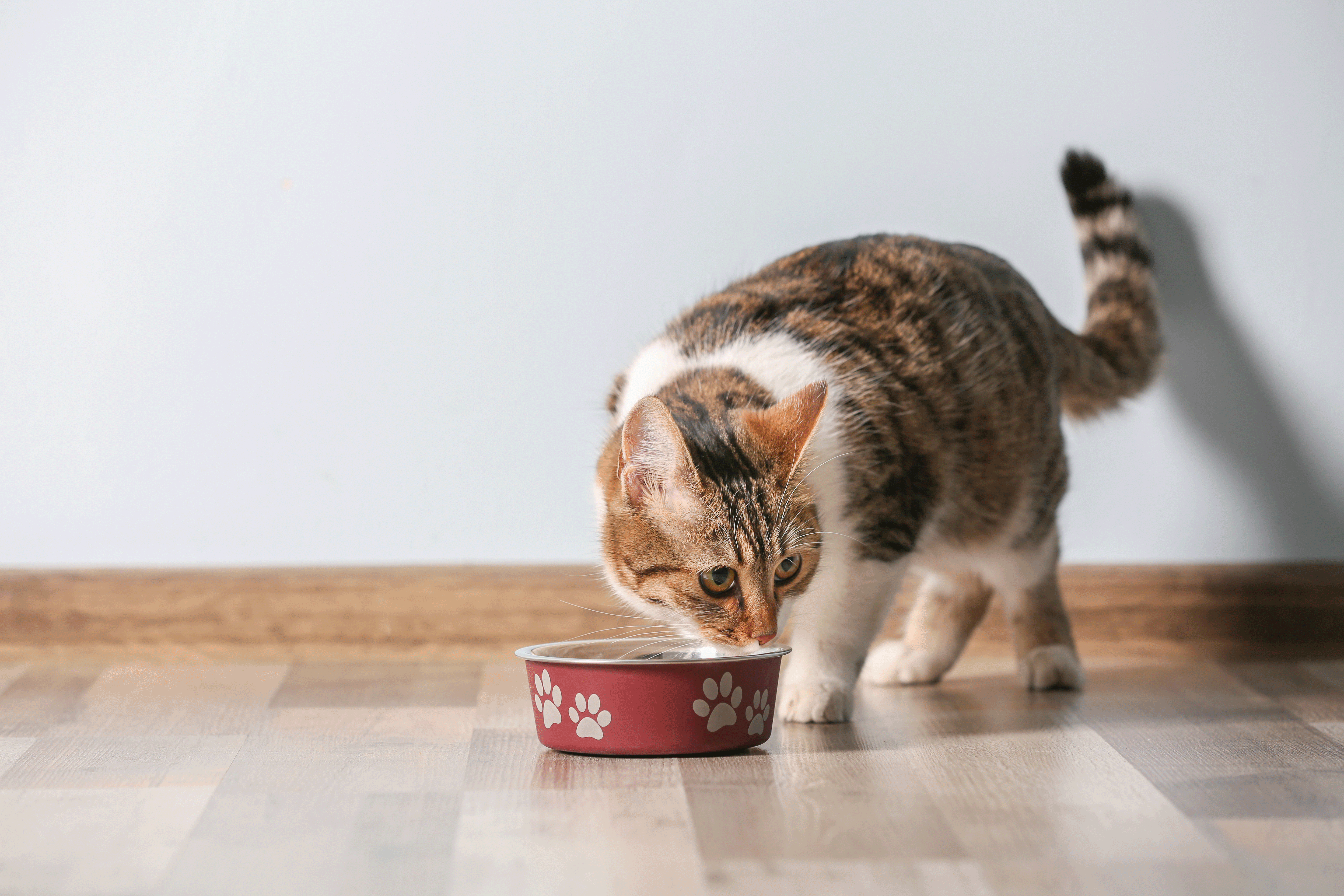 régime alimentaire chat