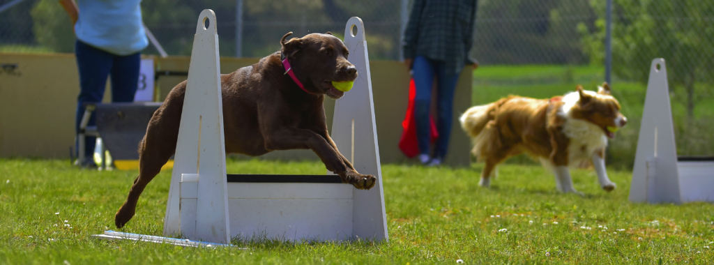 sports canins