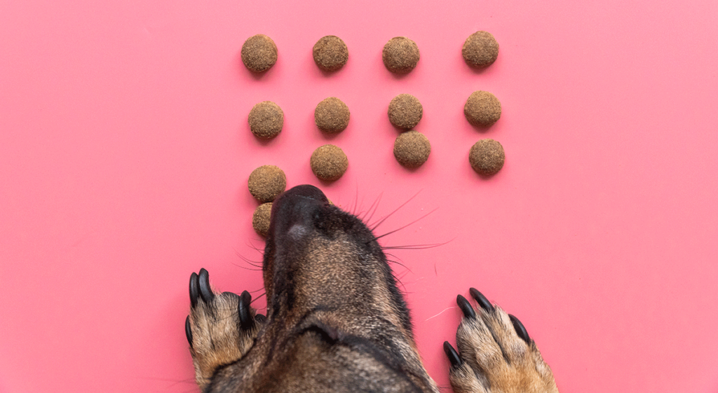 marques de croquettes